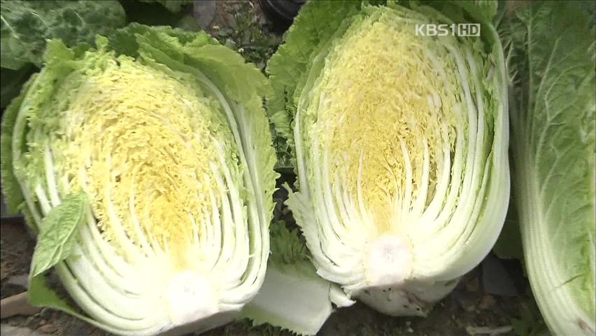 공정위, ‘항암배추’ 성분 표시 과장 ‘경고’