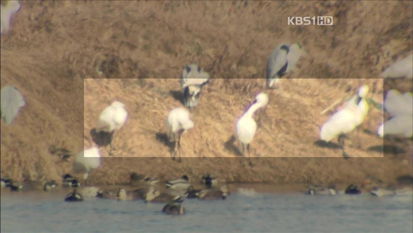 만경강 습지에 날아든 ‘희귀 철새’ 포착