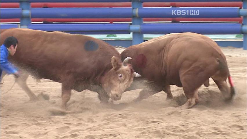 청도 소싸움 ‘승강제’ 도입…박진감 더 한다!