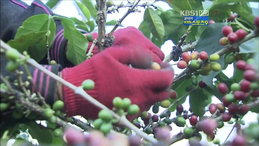 차(茶)의 나라 중국, 세계 ‘커피 메카’ 꿈꾼다