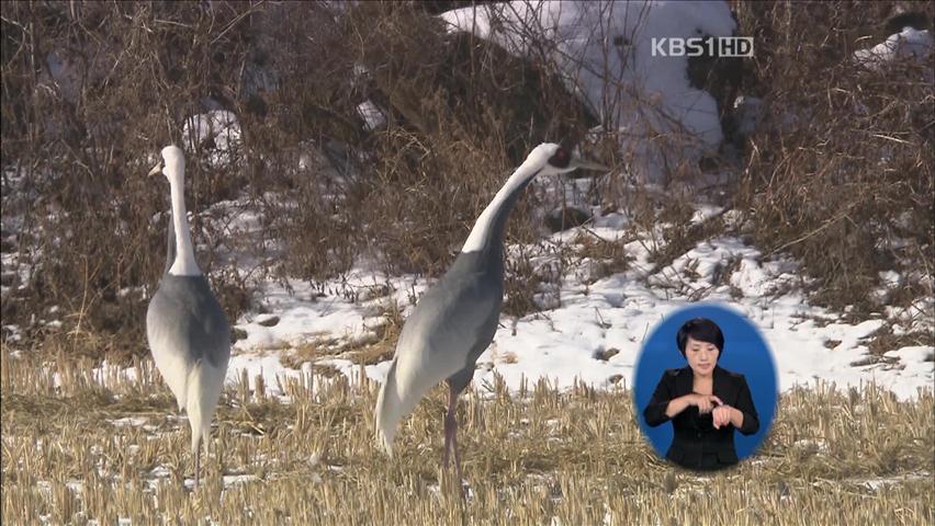 두루미 서식지에서 낚시대회?…환경단체 반발