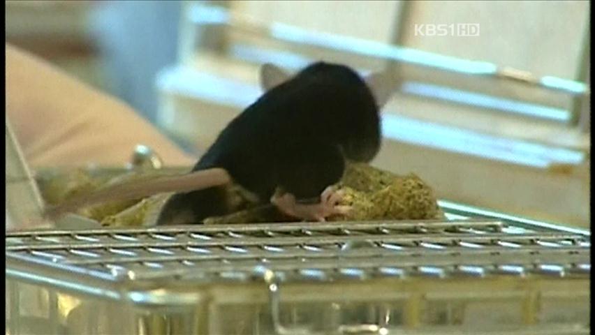 “단기 단식, 항암 치료에 도움”