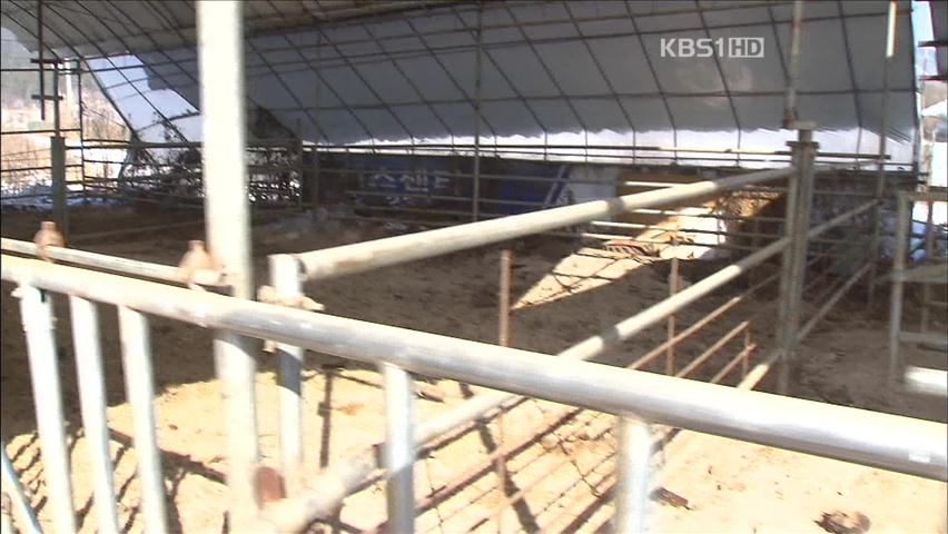 [간추린 단신] “경기 북부 소 집단 폐사 원인은 조사료” 外