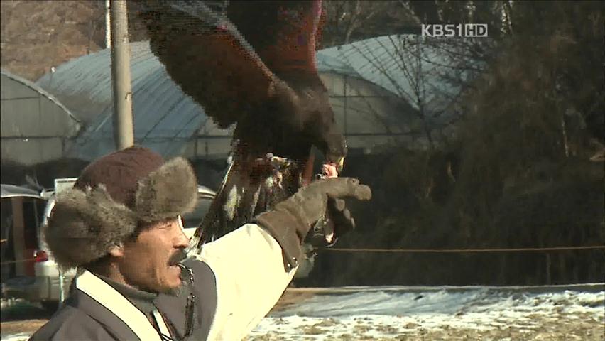 ‘매 사냥’ 화려한 부활을 꿈꾸다 