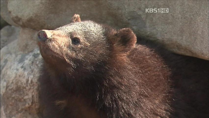 반달가슴곰 쌍둥이 출산 포착…모성 ‘감동’