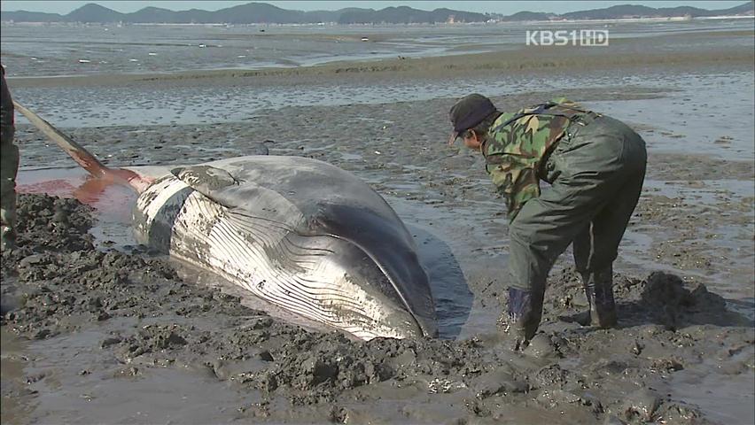 필사의 구출작전 “밍크 고래를 살려라!”