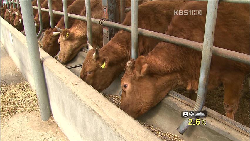 [생생경제] 암소 소고기 1등급 비율 높인다