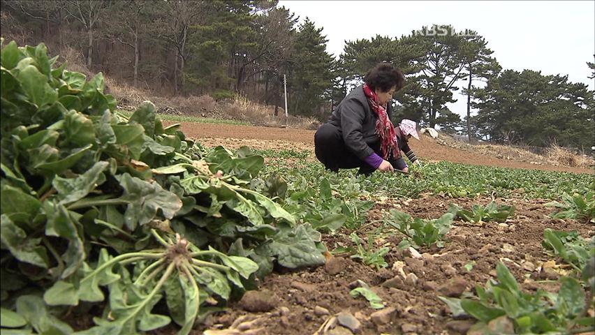 ‘봄의 전령사’ 나물 캐기…싱그러운 봄내음