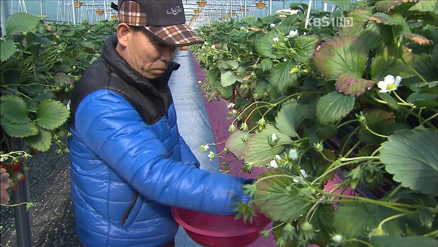 농업의 미래, ‘강소농’ 차별화로 승부