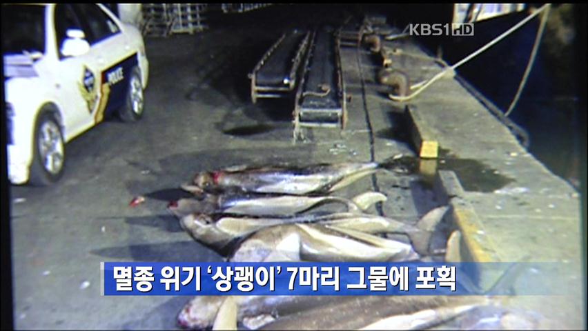 멸종위기 ‘상괭이’ 7마리 그물에 포획