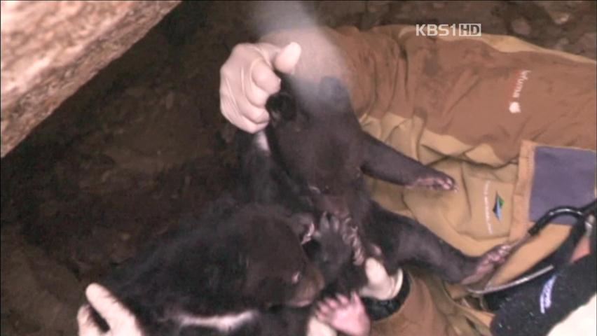 지리산 반달가슴곰 두번째 출산 성공