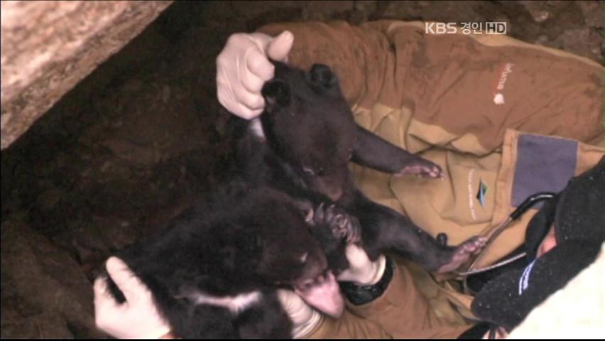 지리산 반달곰 두번째 출산 성공