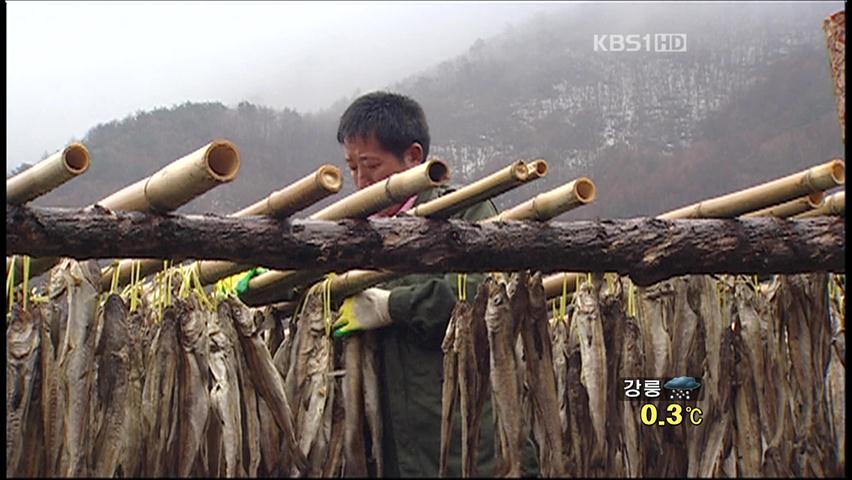 ‘소백산 황태’ 첫 선…대형 유통업에 전량 수매