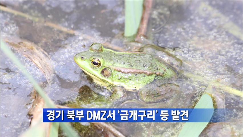 경기 북부 DMZ서 ‘금개구리’ 등 발견
