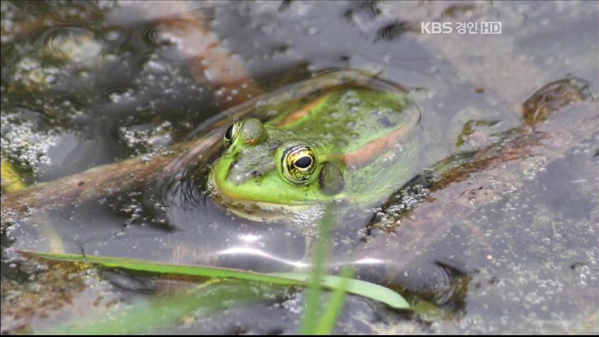 경기 북부 DMZ서 ‘금개구리’ 발견