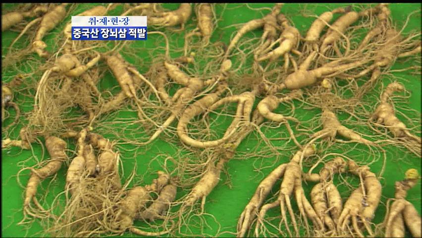 [취재현장] ‘농약 범벅’ 中 장뇌삼 국산 둔갑