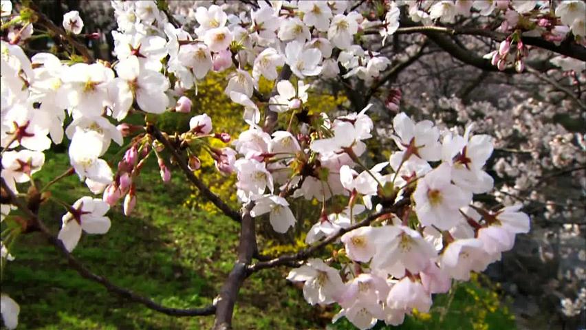 올봄 벚꽃 개화, 오는 24일 제주부터 시작