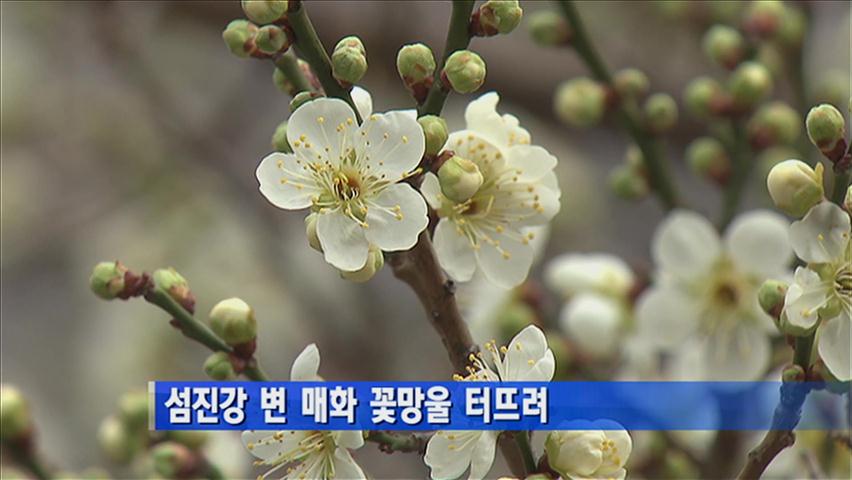 섬진강 변 매화 꽃망울 터뜨려