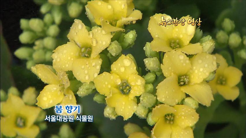 [뉴스광장 영상] 봄 향기