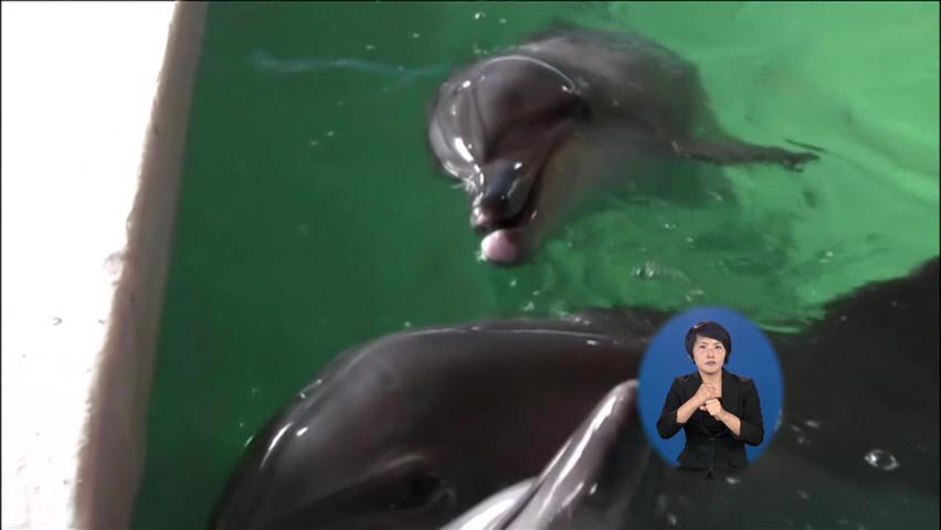 서울시, ‘불법 포획’ 돌고래 1마리만 야생 방사