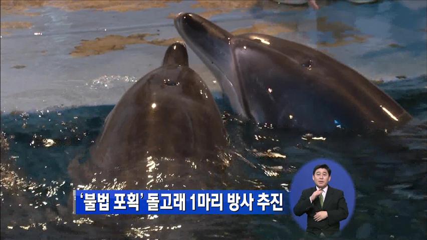 ‘불법 포획’ 돌고래 1마리 방사 추진