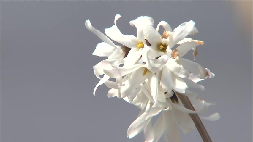 희귀종 미선나무 꽃 ‘활짝’