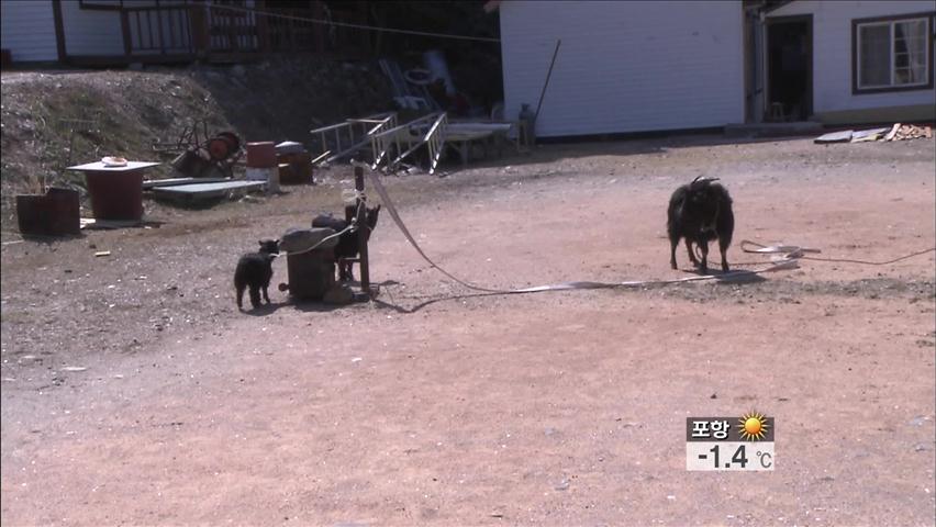 야생 염소 퇴치 비상…피해 갈수록 커져