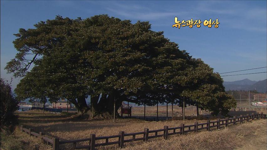 [뉴스광장 영상] 남해 창선도 왕후박나무