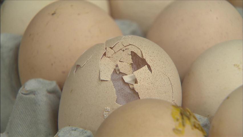 폐기 대상 계란 450만 개 전국에 유통