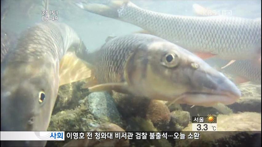 ‘수질 개선’ 울산 태화강에 돌아온 황어떼