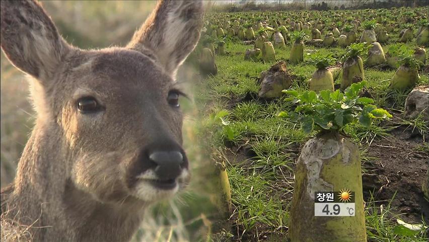 제주, 노루로 인한 농작물 피해 급증