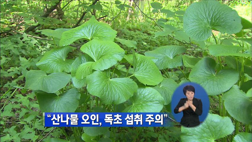 “산나물 오인, 독초 섭취 주의”
