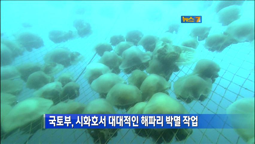 국토부, 시화호서 대대적 해파리 박멸 작업