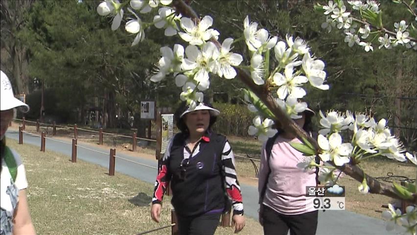 청남대 영춘제 개막 ‘봄꽃의 향연’