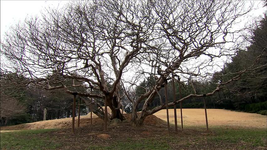 [뉴스광장 영상] 부산 양정동 배롱나무