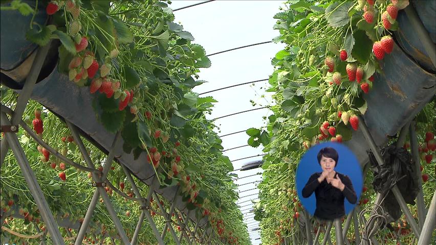딸기 ‘공중재배’ 일석이조…노동력 절감