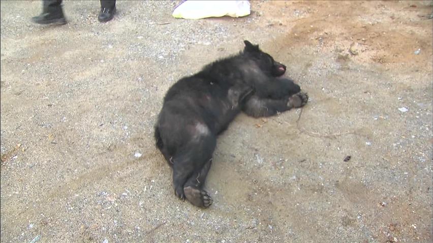 탈출 사육 반달곰 10시간 만에 사살…1명 부상