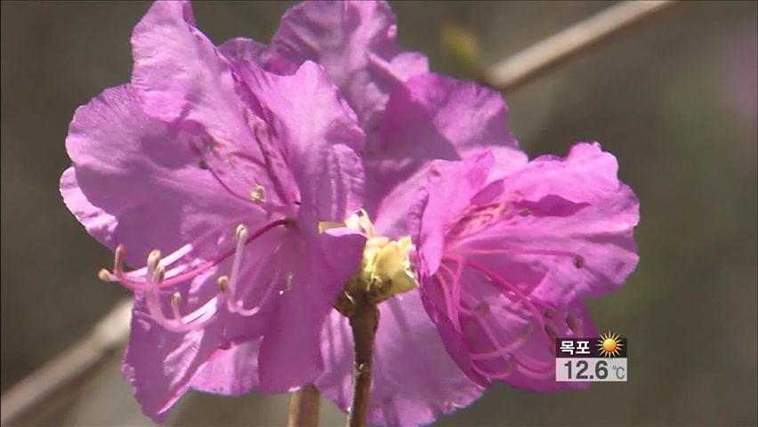 지리산 바래봉 철쭉 ‘활짝’