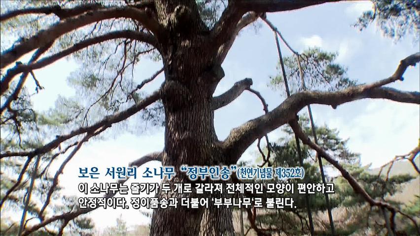 [뉴스광장 영상] 보은 서원리 소나무 “정부인송”