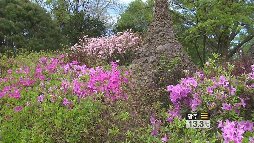 기후 이상에 봄꽃 개화 시기 ‘뒤죽박죽’