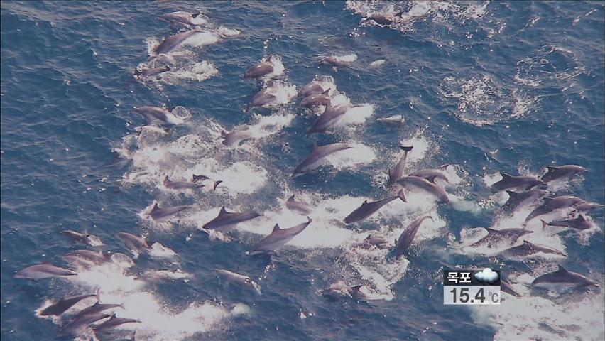 동물학대 ‘돌고래쇼’ 중단…생태설명회 대체