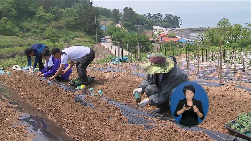 건강식품 야콘으로 야생동물 공존 모색