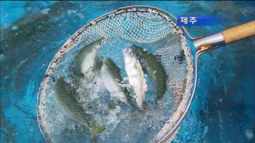 ‘고등어·조기’ 고부가가치 어종 제주서 양식