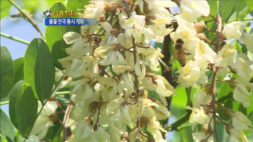 [심층취재] 이상고온…봄꽃 전국 동시 개화