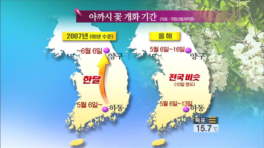 생태계 이상 조짐…봄꽃 전국 동시 개화