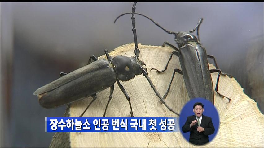 장수하늘소 ‘인공 번식’ 국내 첫 성공