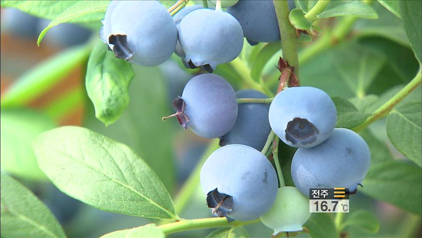 블루베리 수입 앞두고 농가 ‘불안’