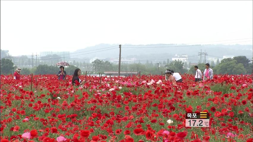 이른 더위에 만개한 양귀비꽃…들판 ‘넘실’