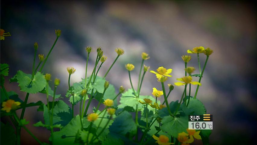 하늘 위 꽃밭 ‘곰배령’