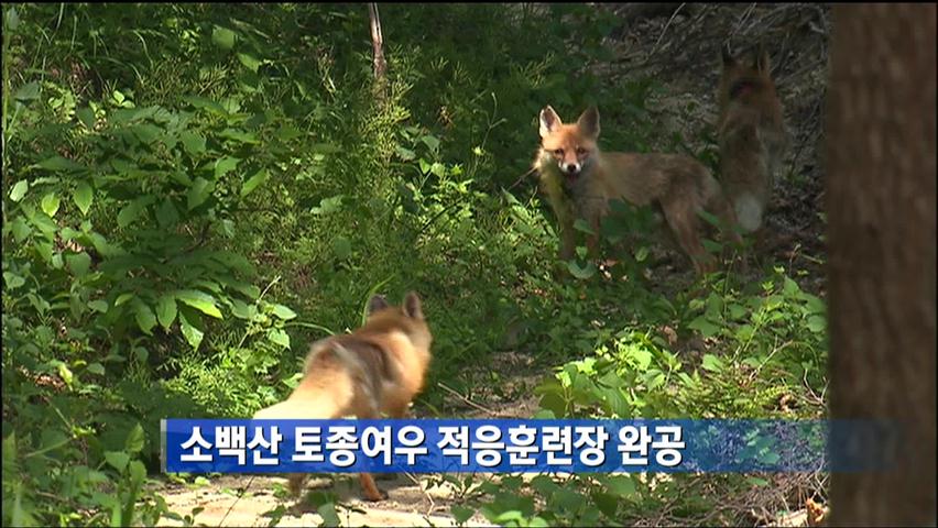 소백산 토종여우 적응훈련장 완공